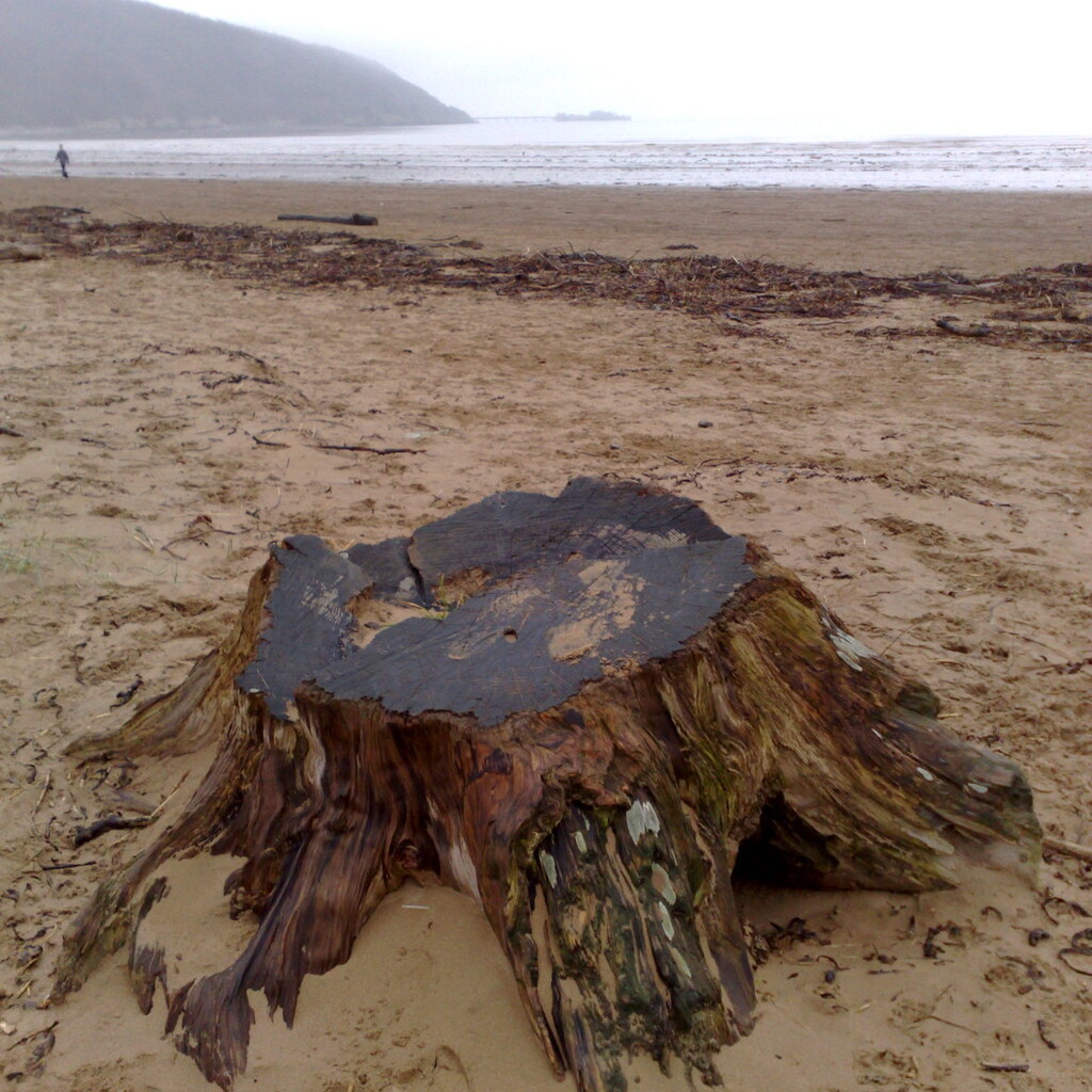 Photo of a tree stump