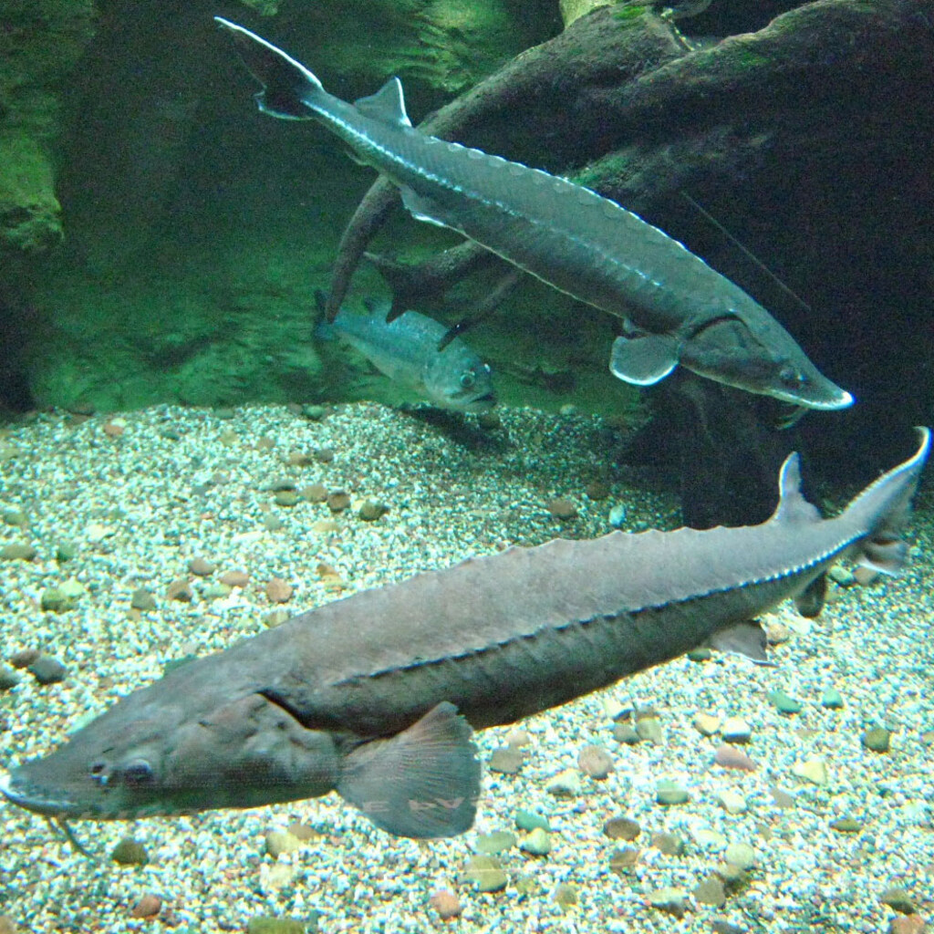 Photo of sturgeon fish