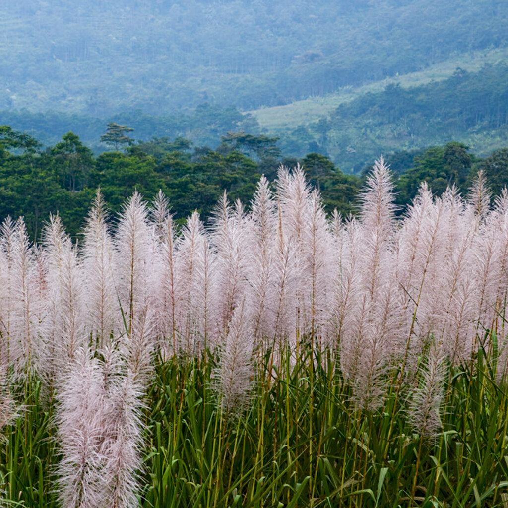 Photo of sugar cane