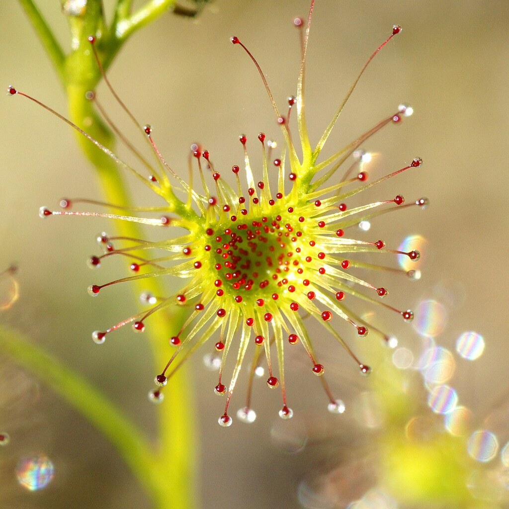 Photo of a sundew plant