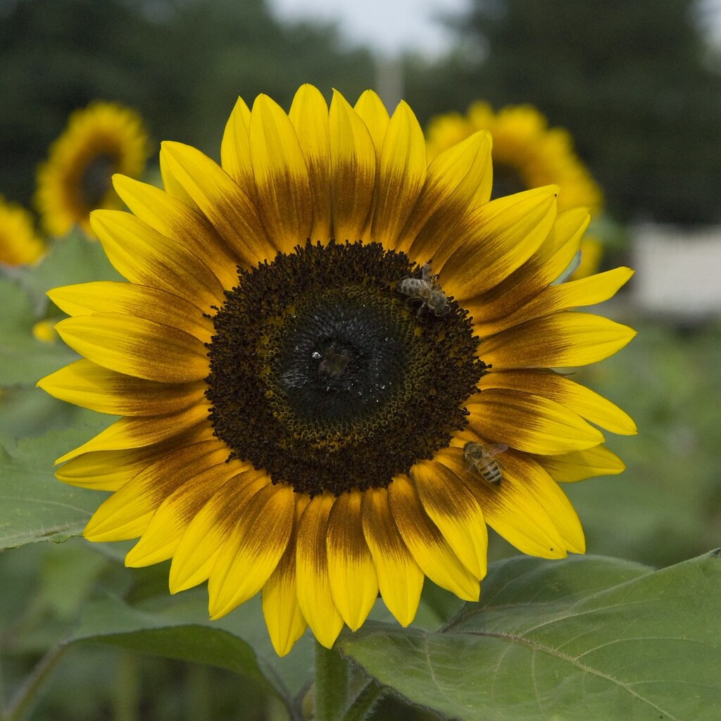 Photo of a sunflower