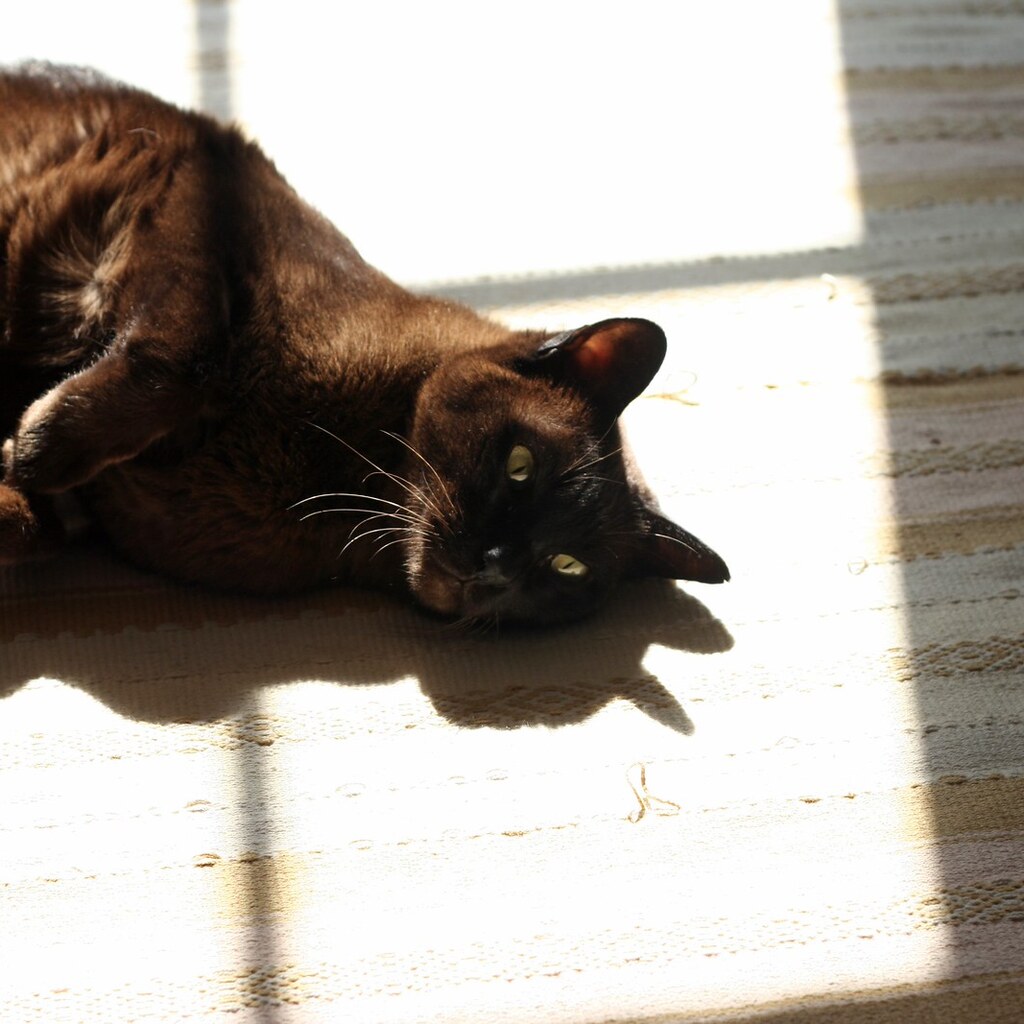 Photo of a cat lying in a patch of sunlight