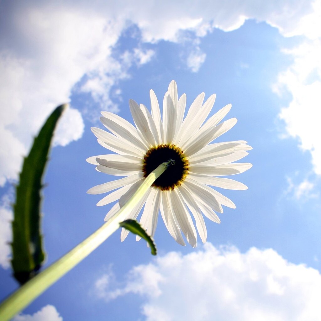 Photo of a flower in sunshine