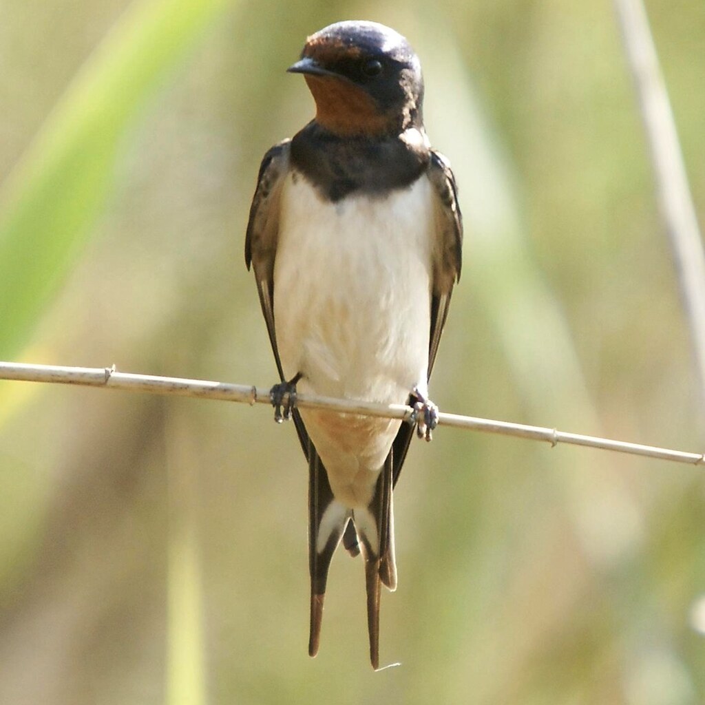 Photo of a barn swallow