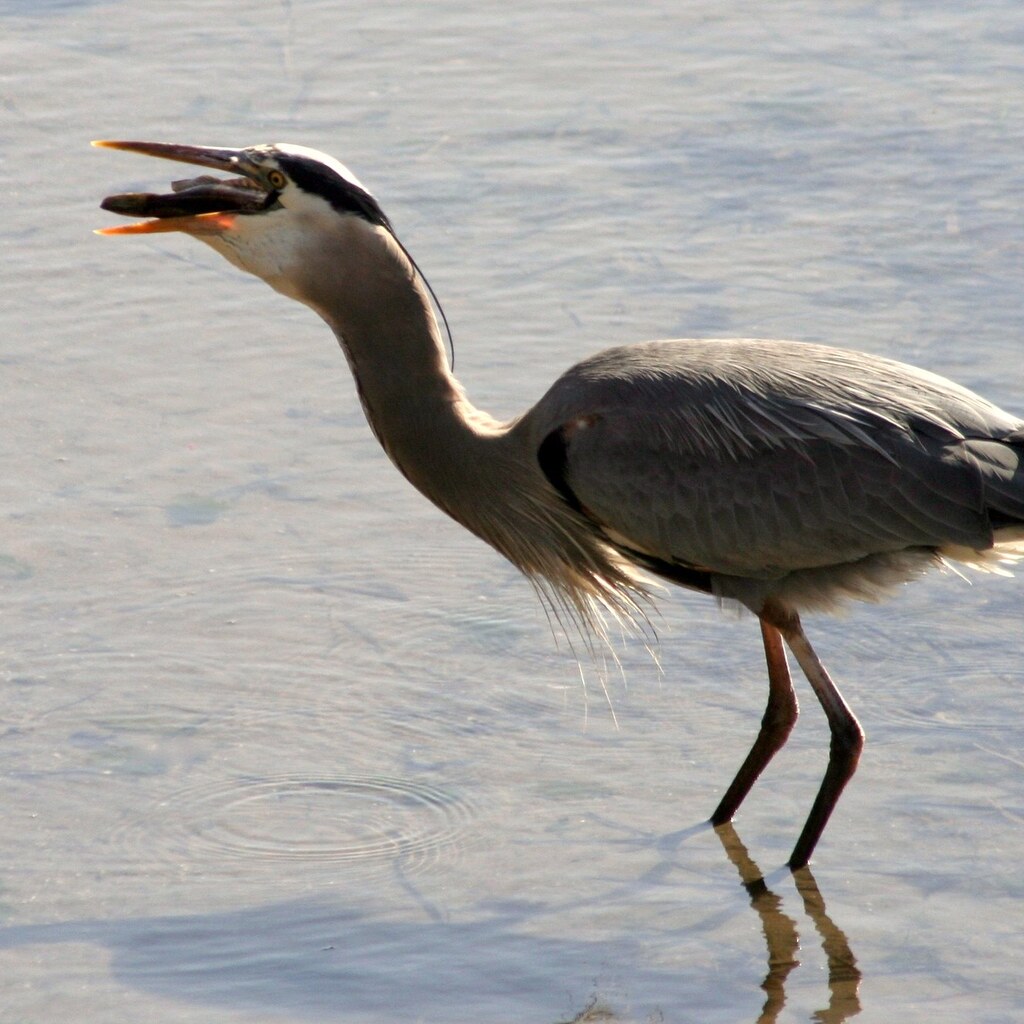 Photo of a bird swallowing a fish