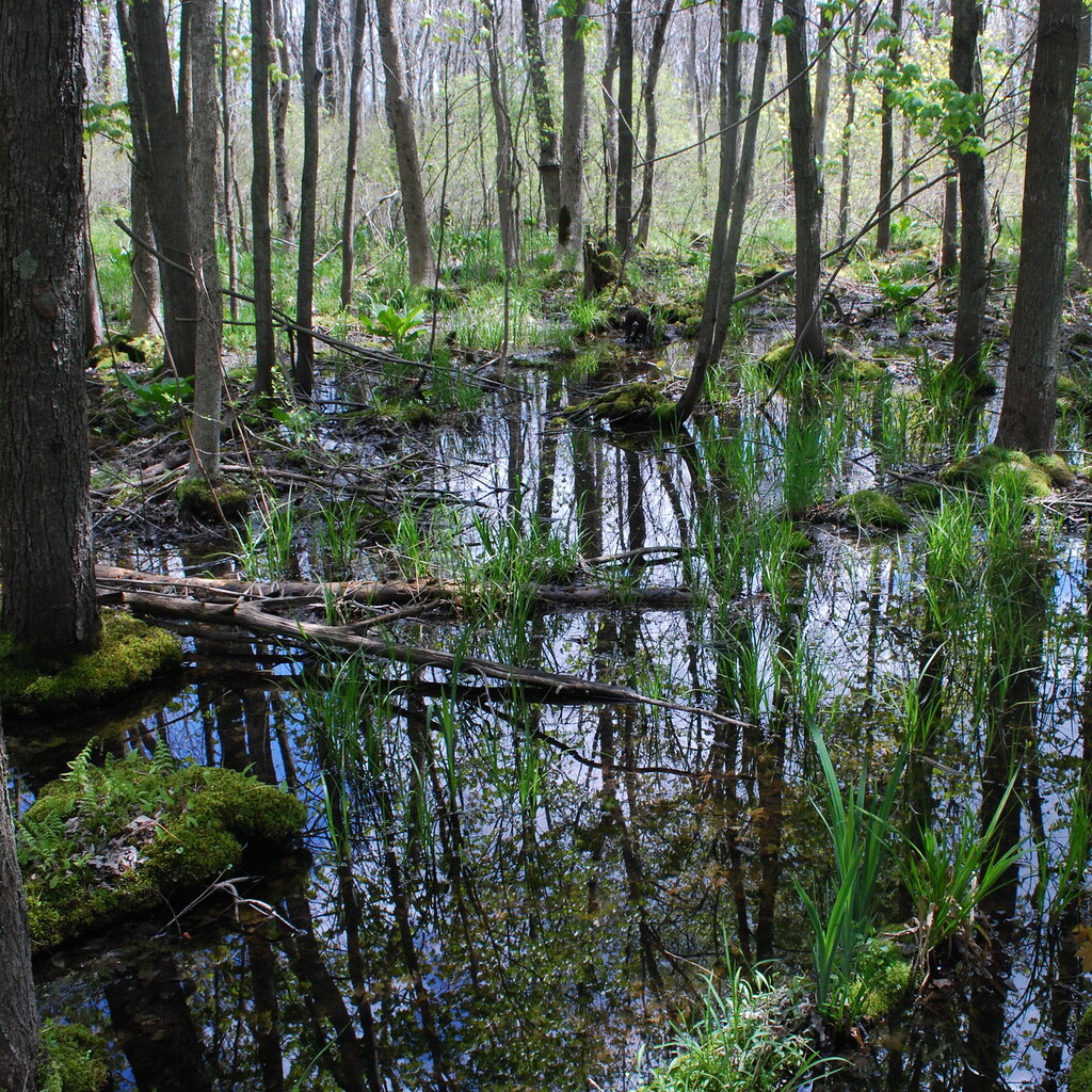 Photo of a swamp