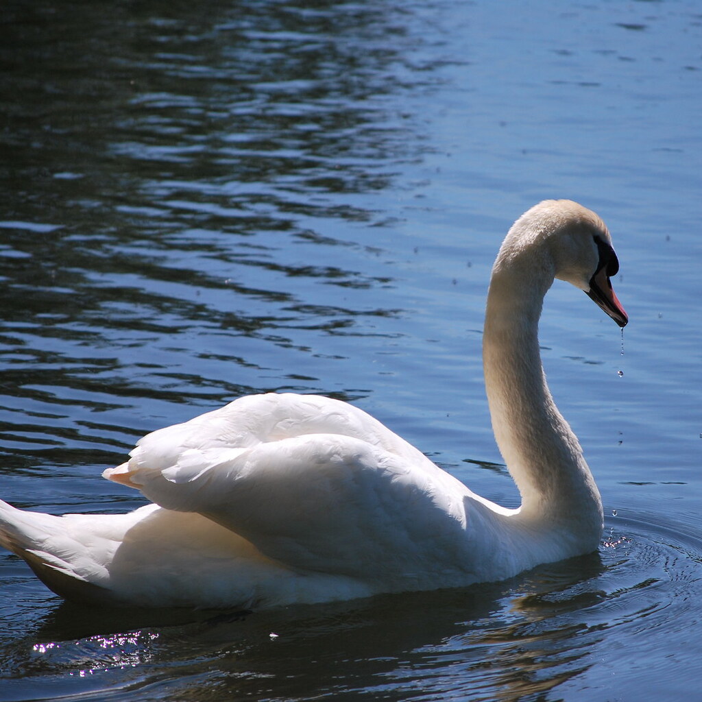 Photo of a swan
