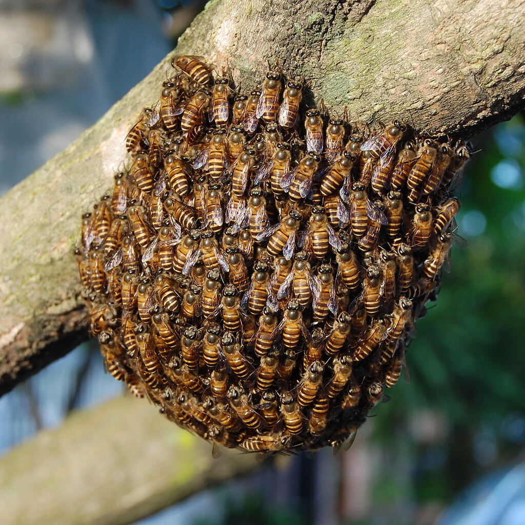 Photo of a swarm of bees