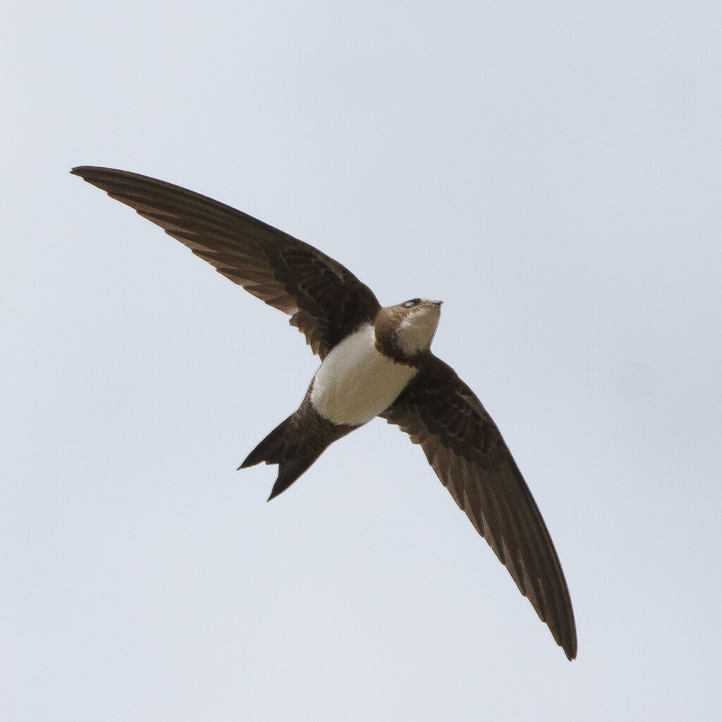 Photo of a swift