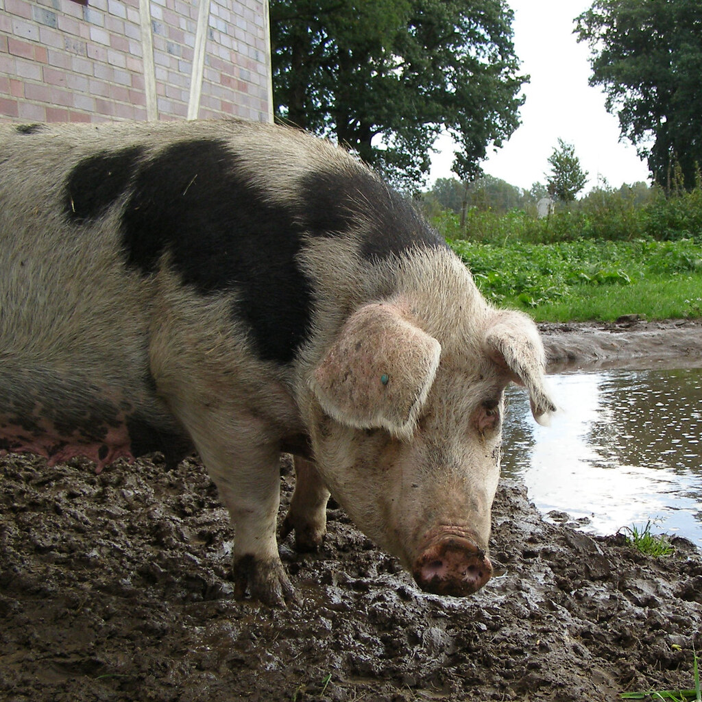 Photo of swine