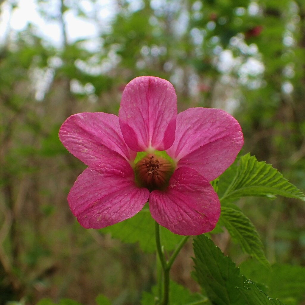 Photo of a symmetrical flower