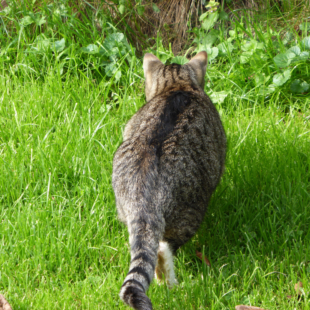Photo of a tabby coat