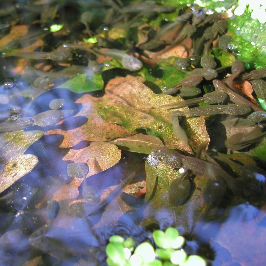 Photo of tadpoles in a pond.
