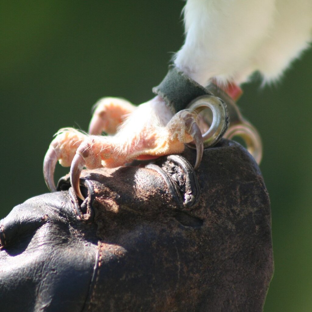 Photo of a bird's talons