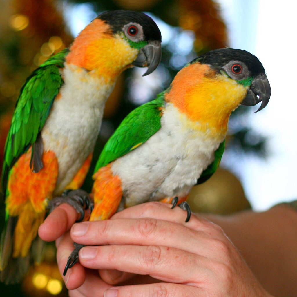 Photo of tame birds