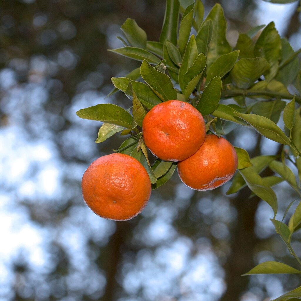 Photo of tangerines