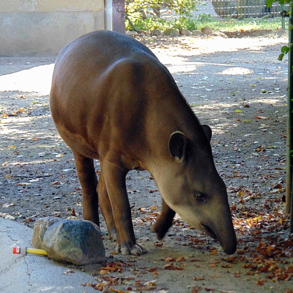 Photo of a tapir