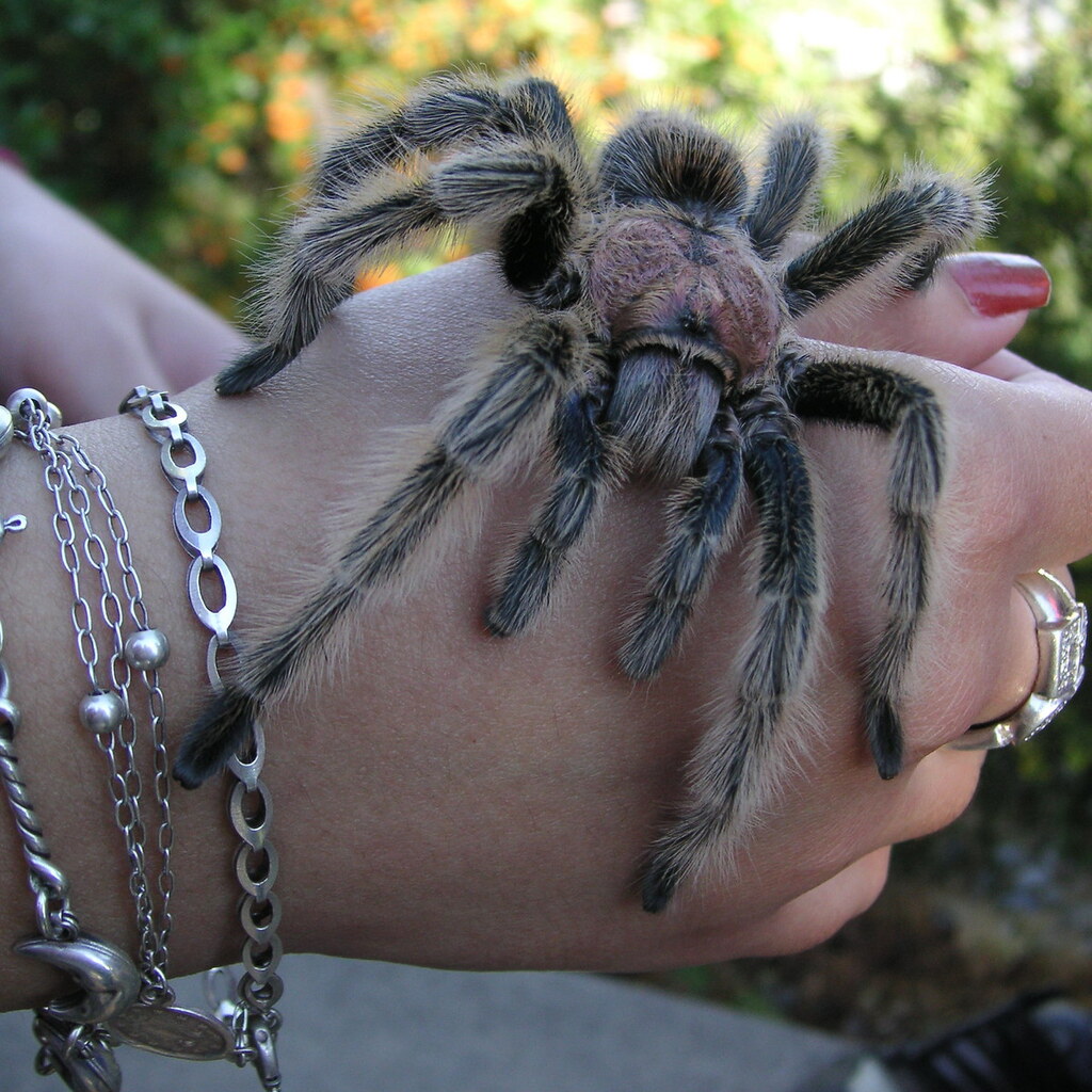 Photo of a tarantula