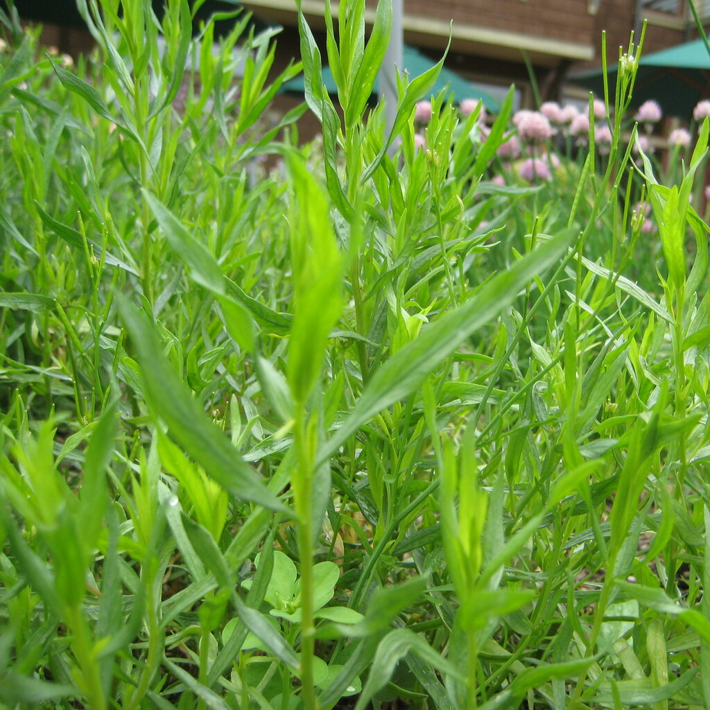 Photo of tarragon