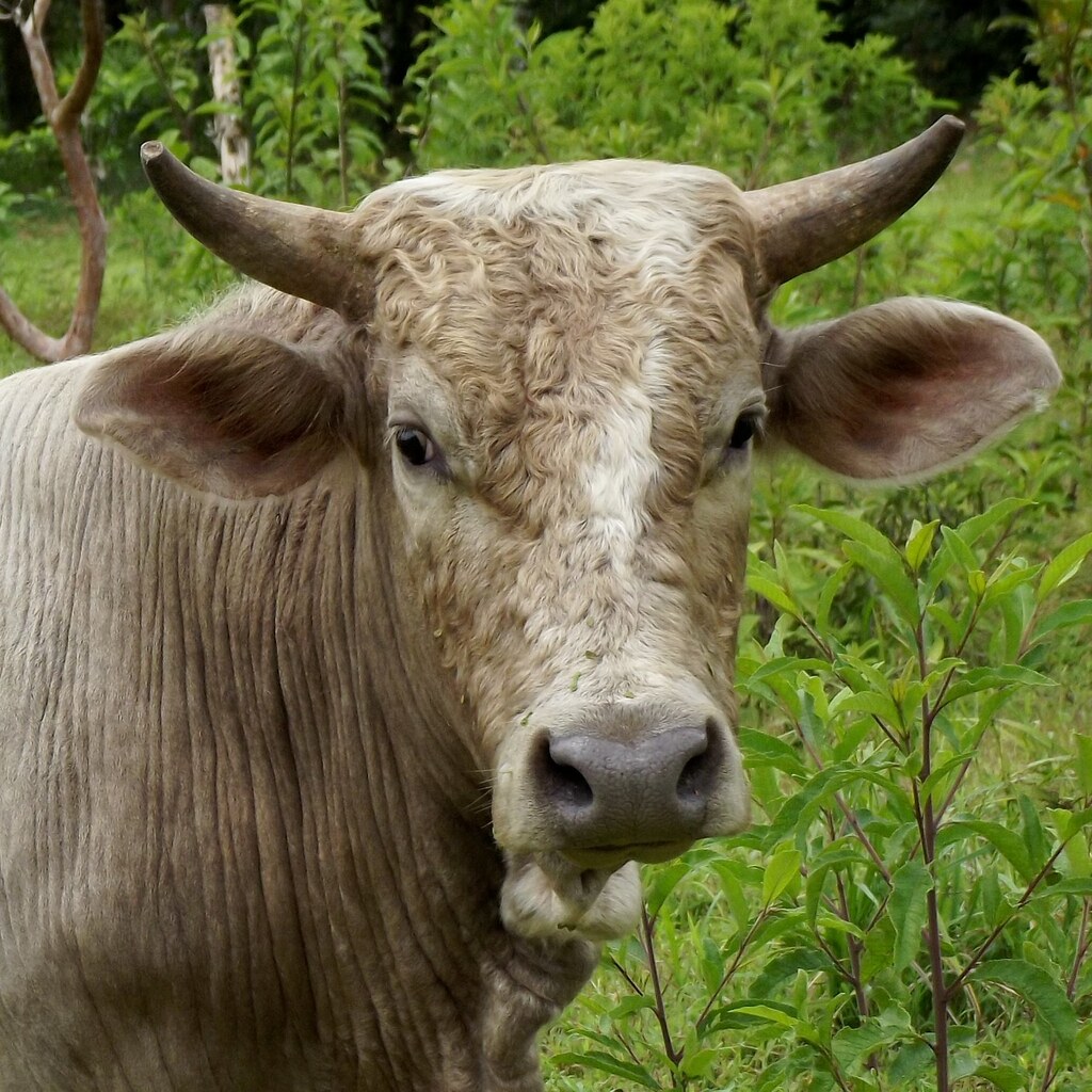Photo of a bull