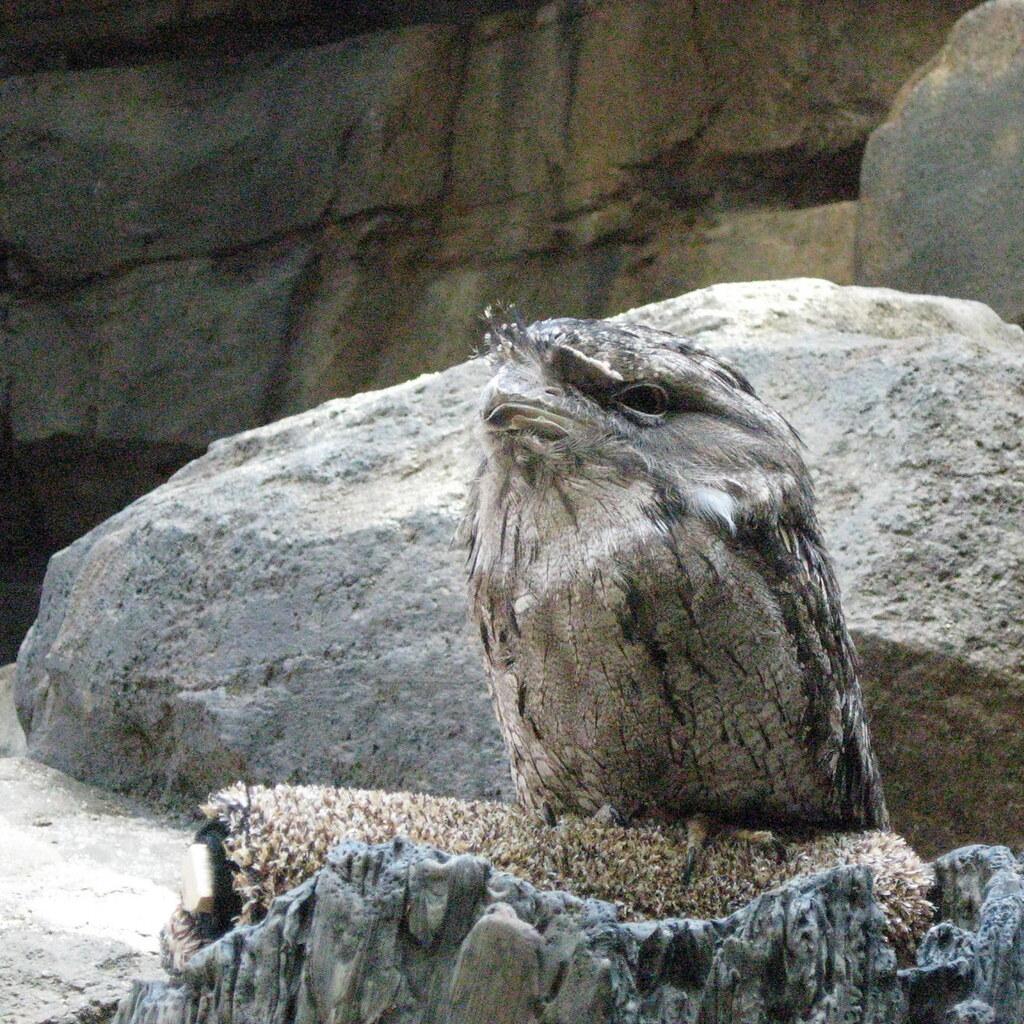 Photo of a tawny frogmouth