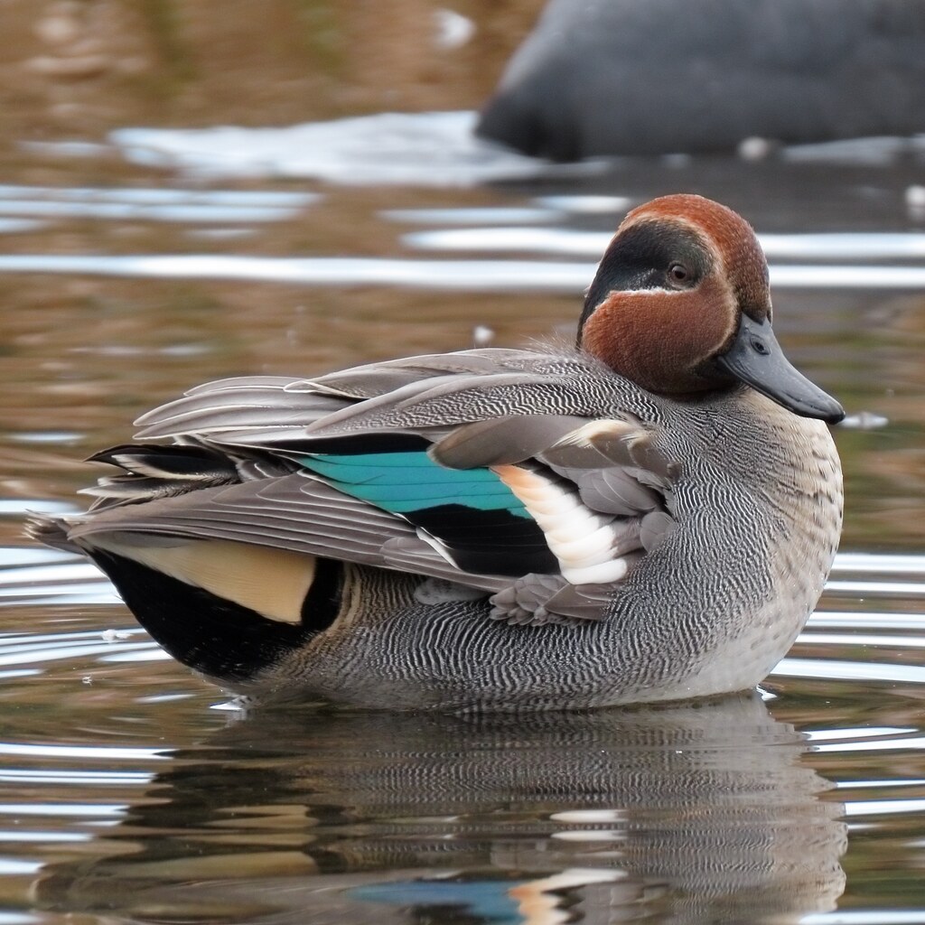 Photo of a teal duck