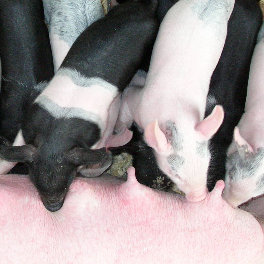 Photo of piglets on the teat