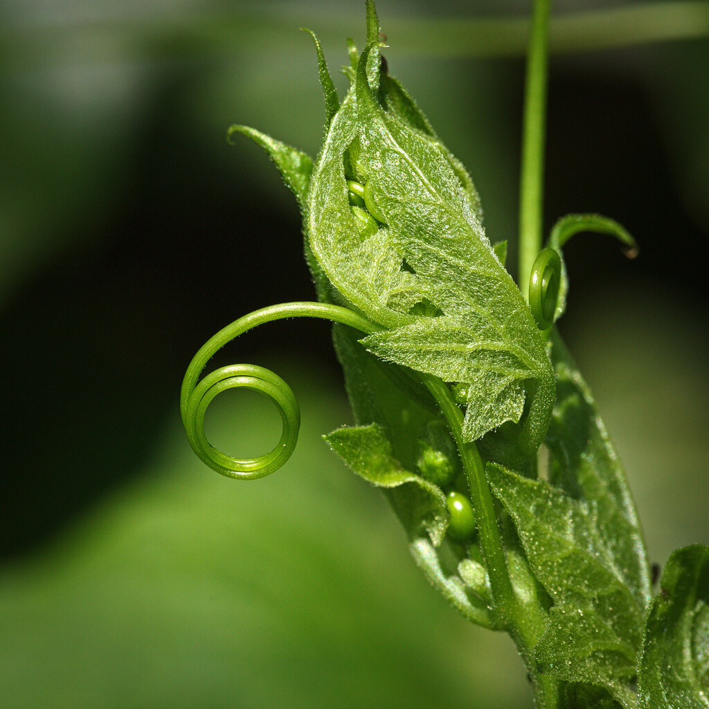 Photo of a tendril