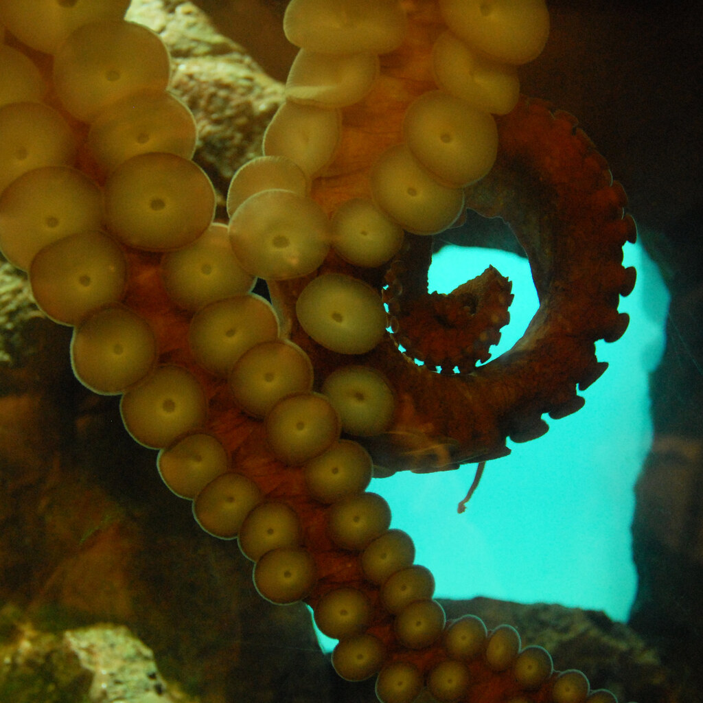 Photo of tentacles