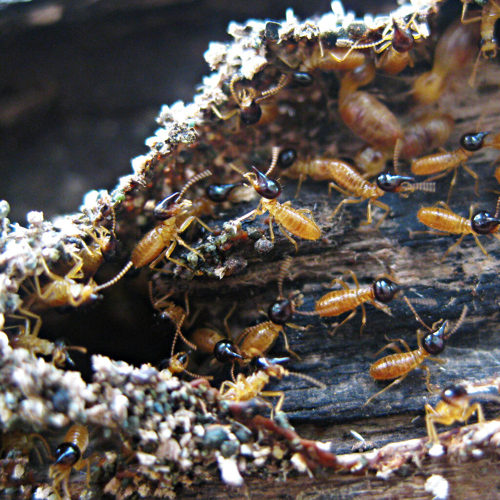 Photo of a termite