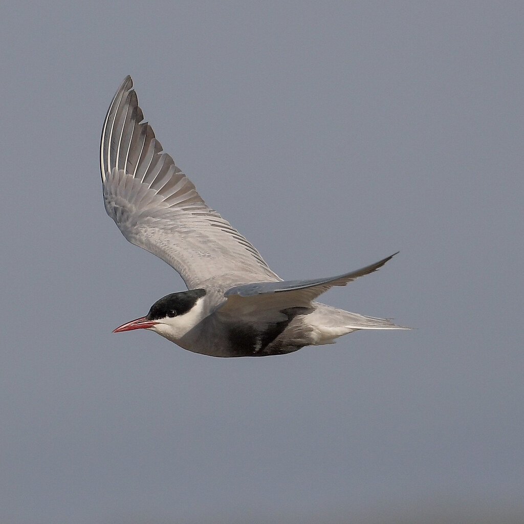 Photo of a tern