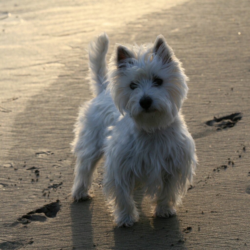 Photo of a terrier