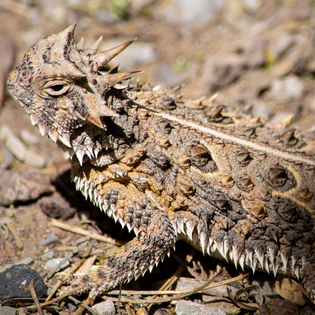 Photo of a Texas horned lizard