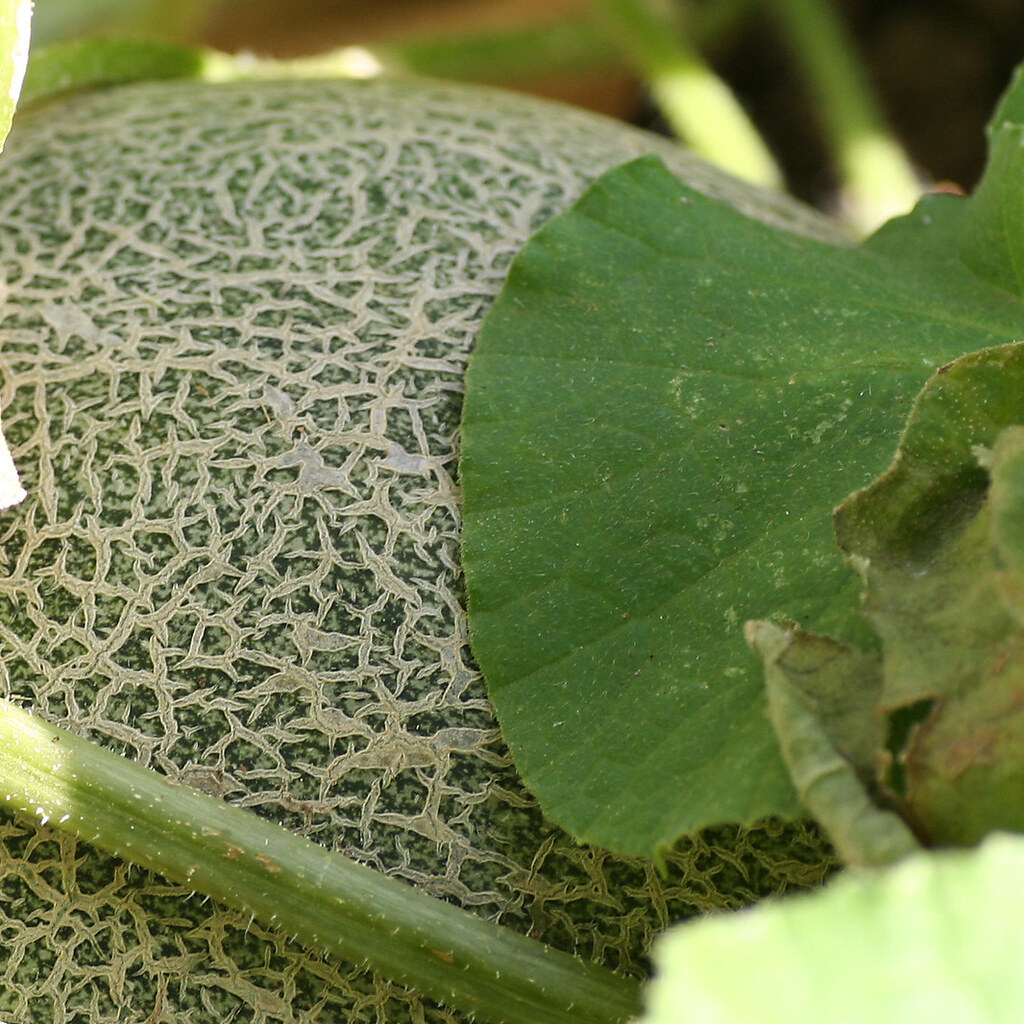 Photo of a cantaloupe