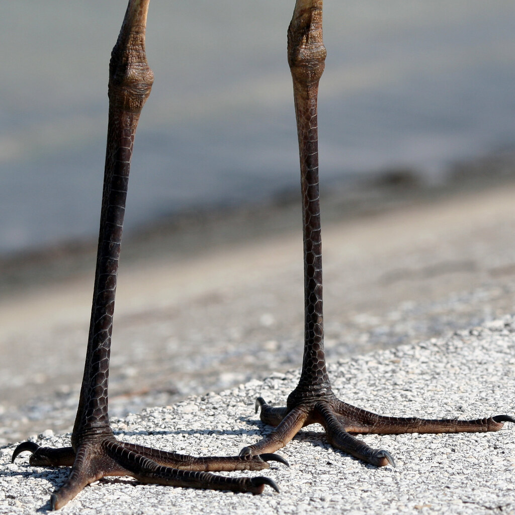 Photo of some very thin bird legs