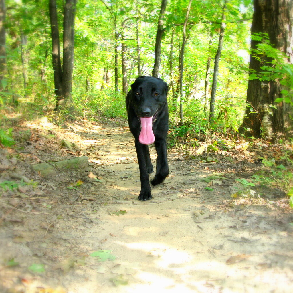 Photo of a thirsty dog