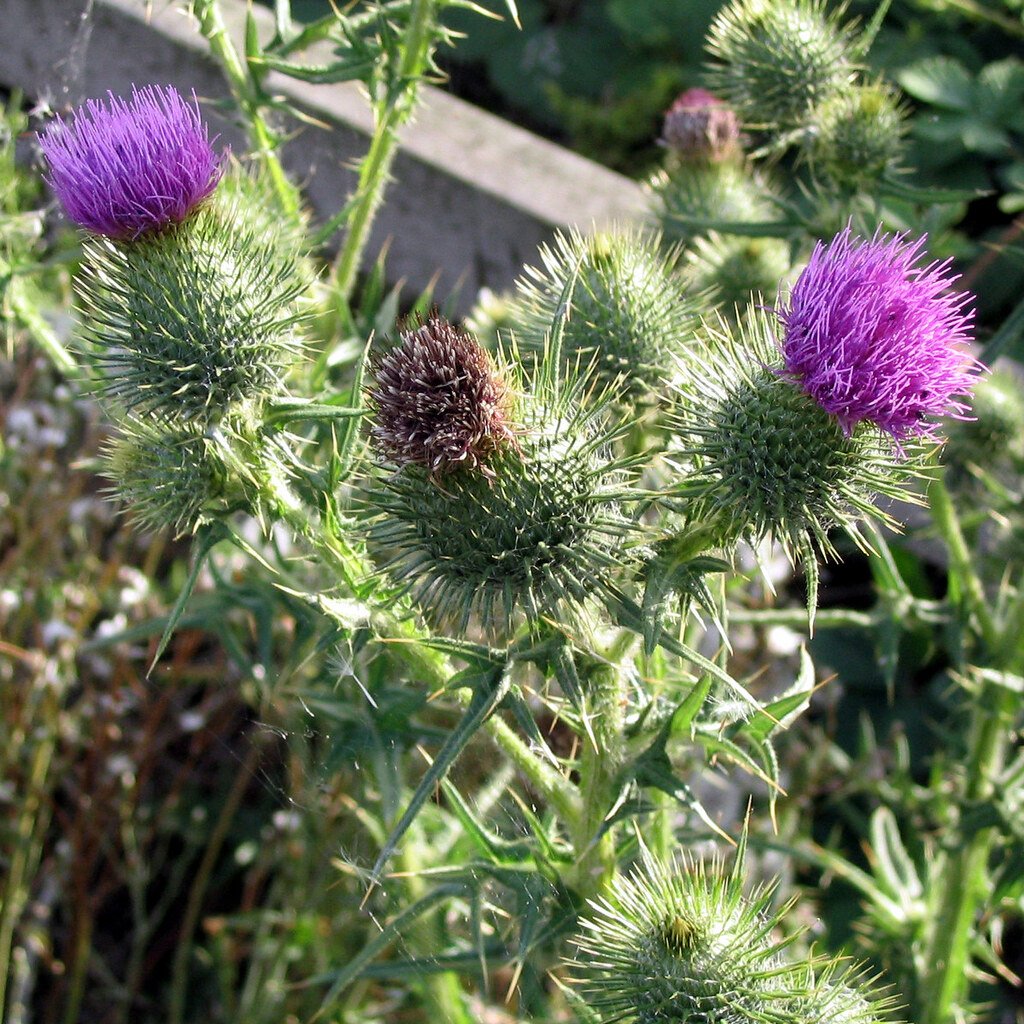 Photo of a Scottish thistle