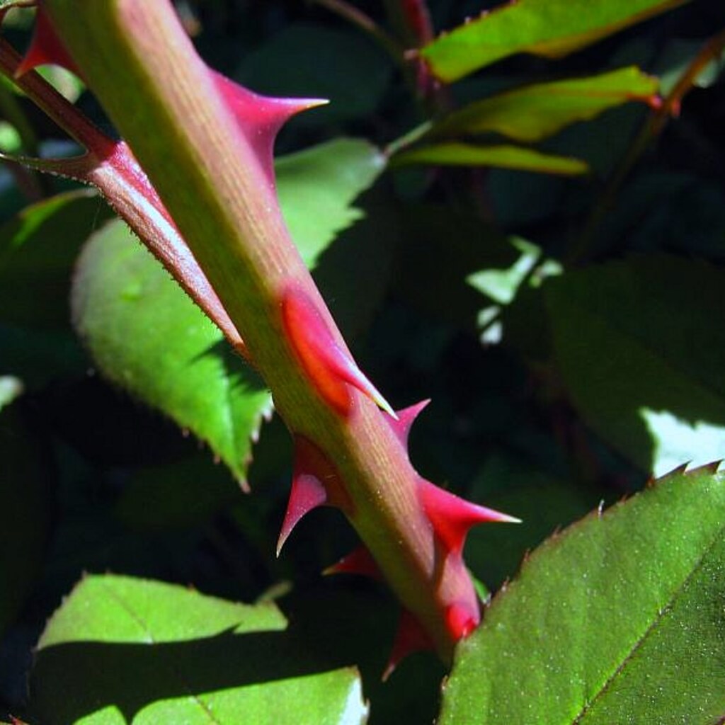 Close up photo of a thorn