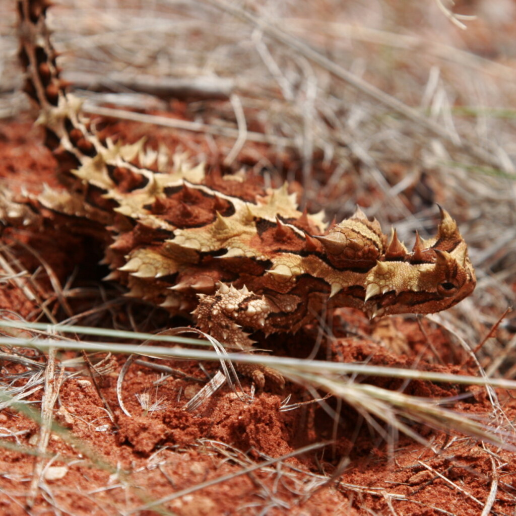 Photo of a thorny devil