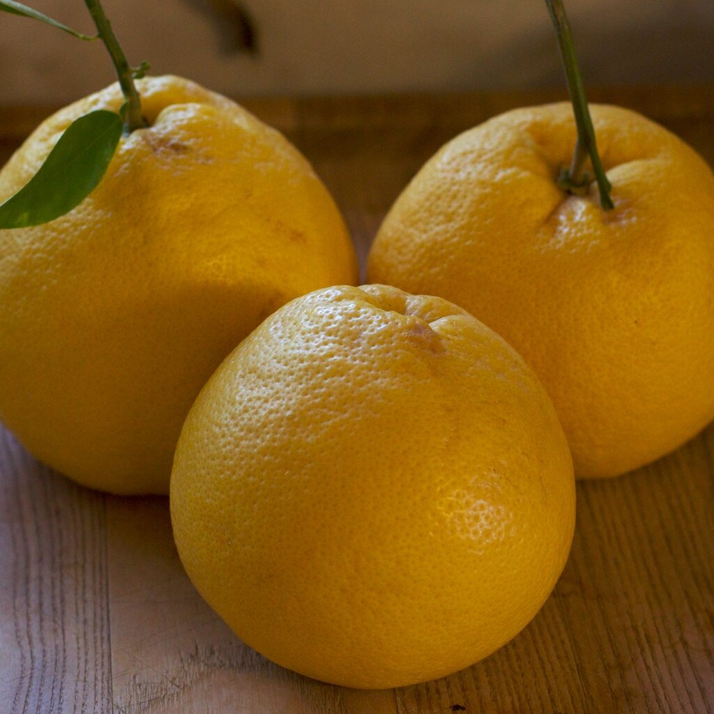 Photo of three grapefruit.