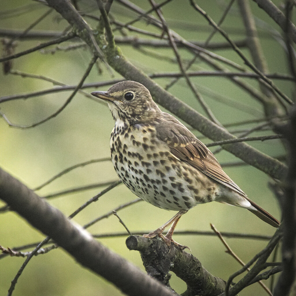 Photo of a thrush