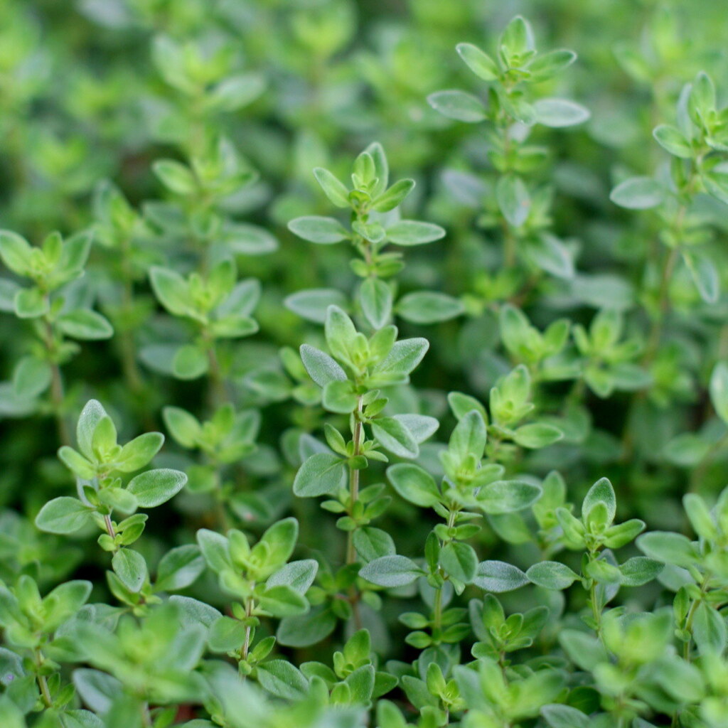 Photo of thyme