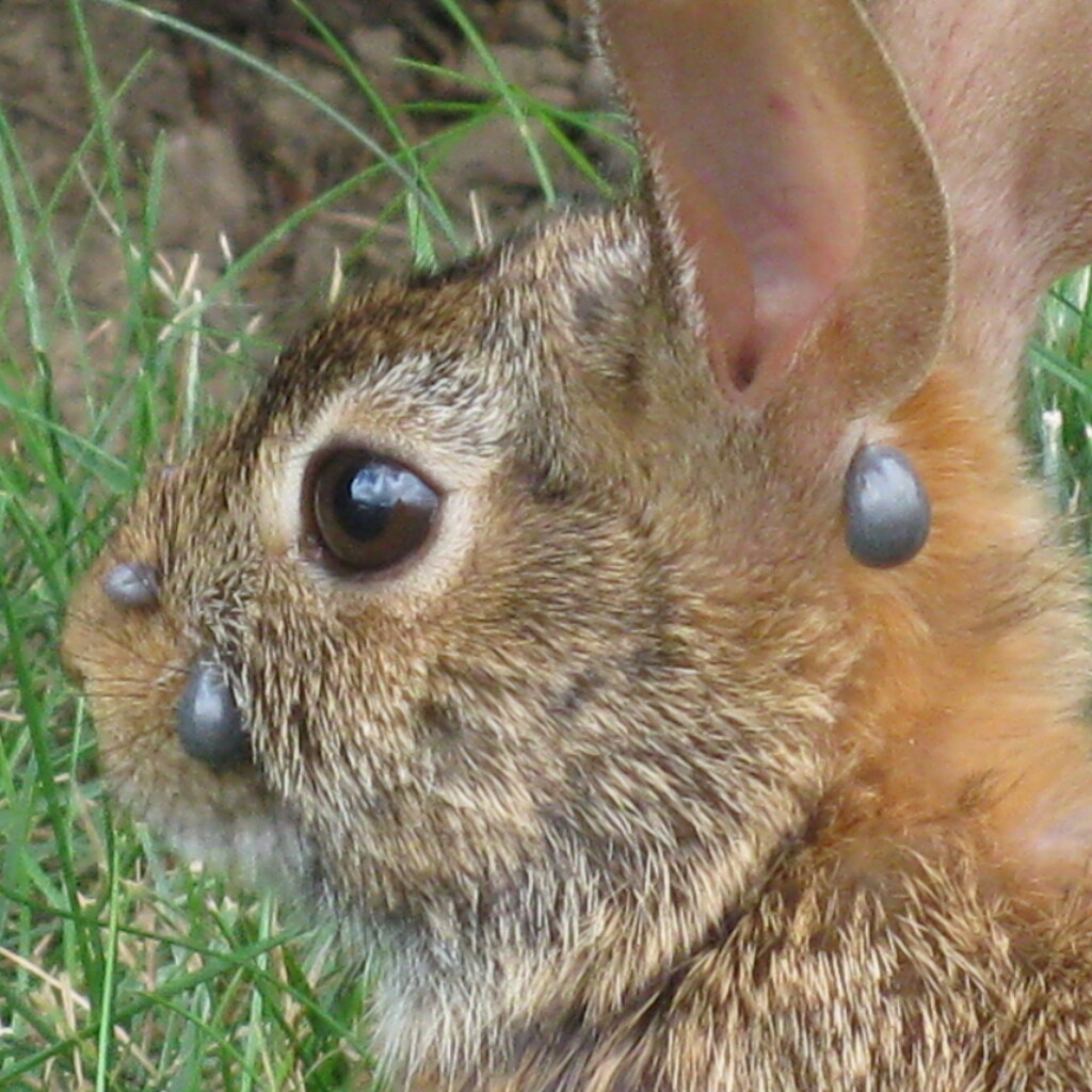 Photo of a rabbit with ticks