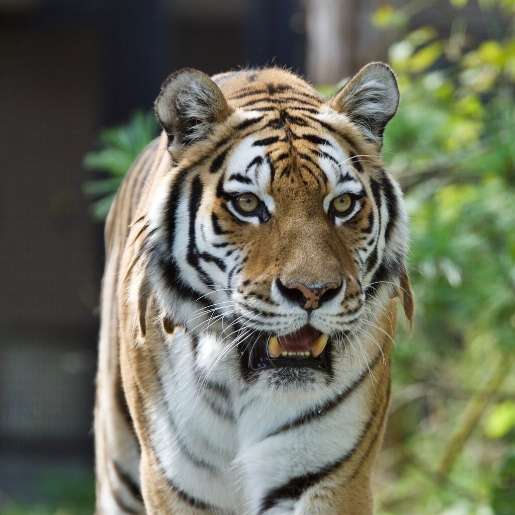 Photo of a tiger