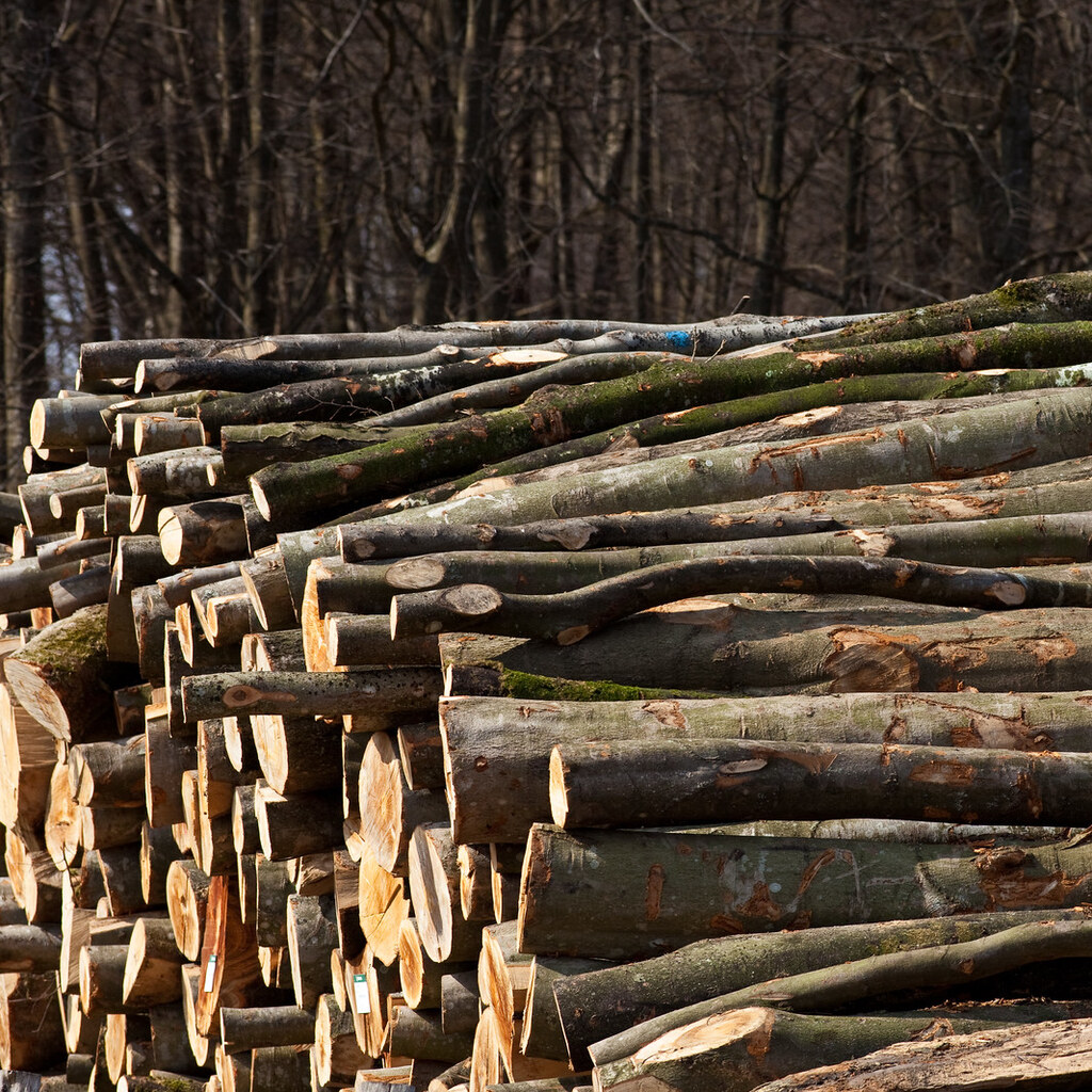 Photo of timber