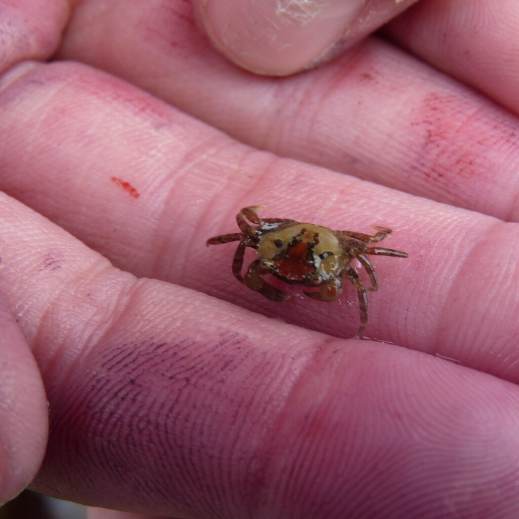 Photo of a tiny crab