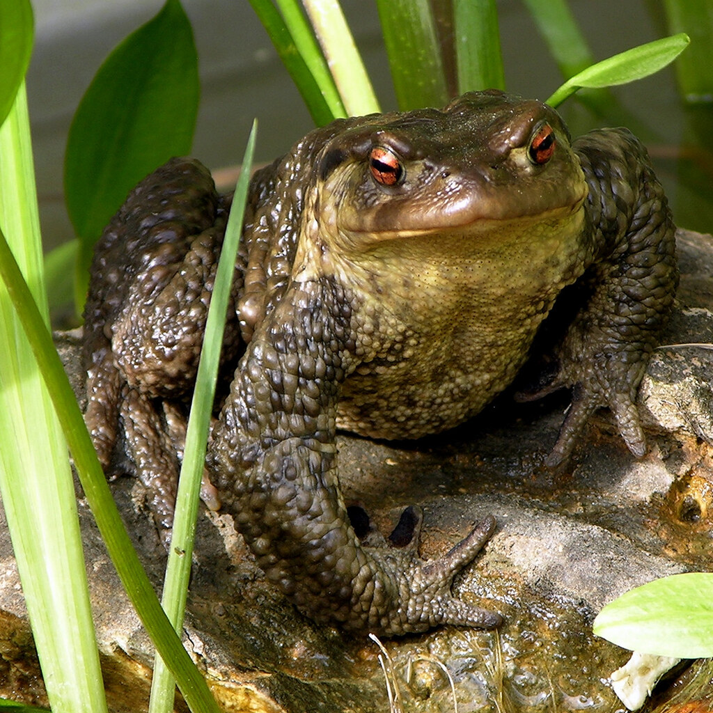 Photo of a toad