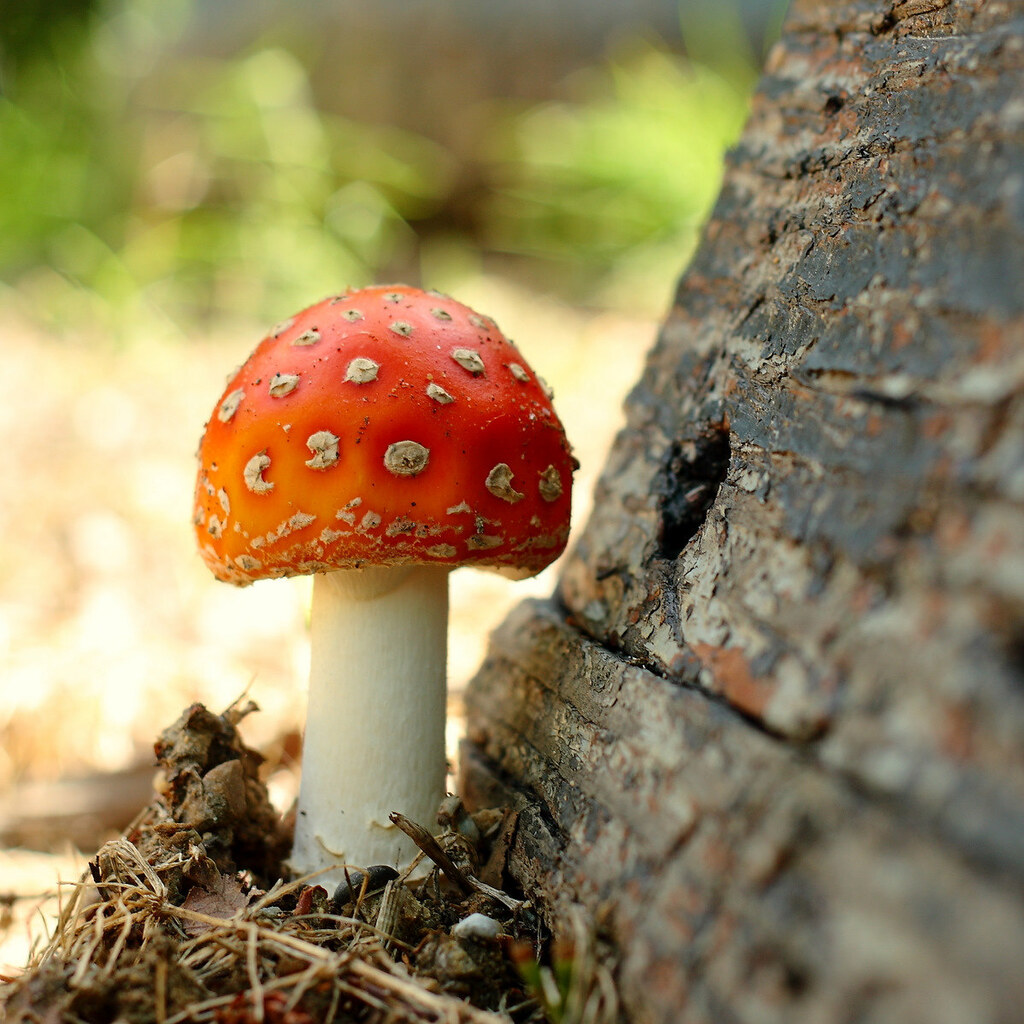 Photo of toadstool