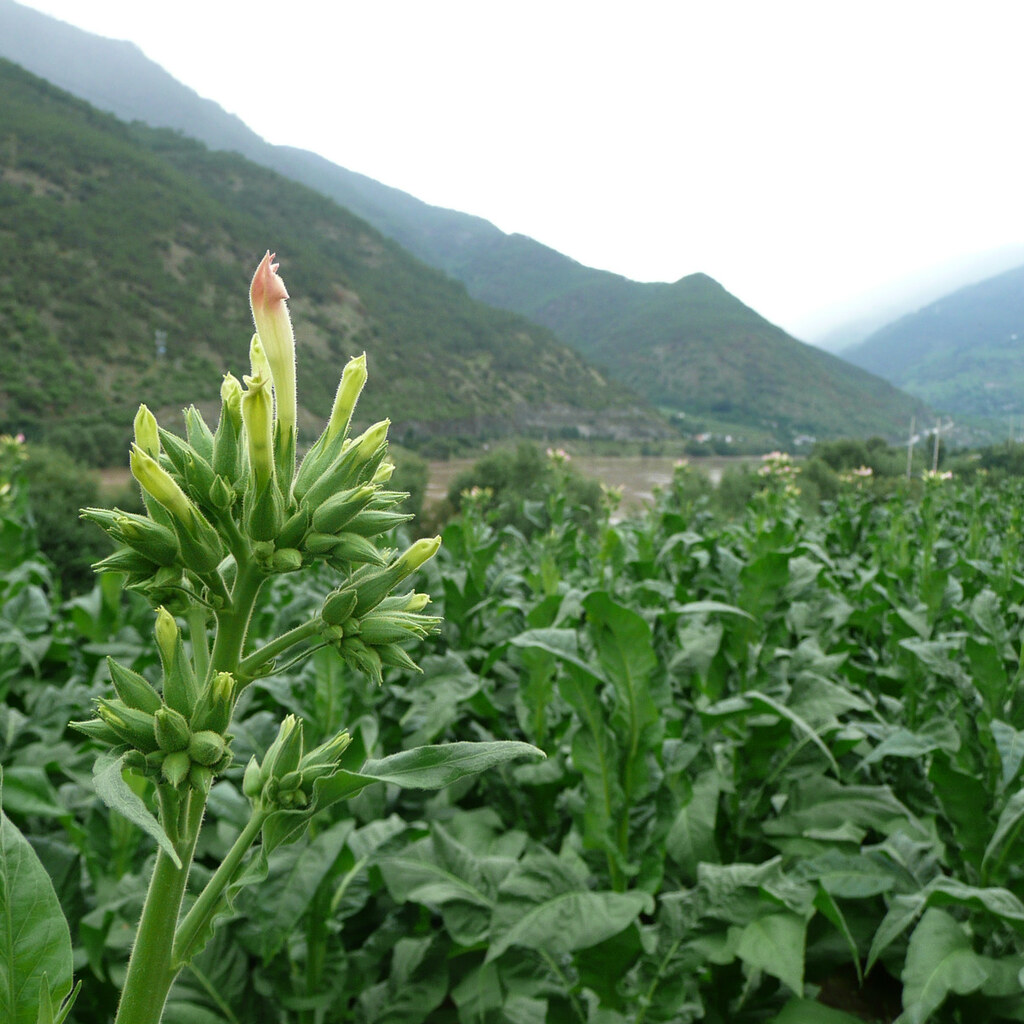 Photo of a tobacco plantation
