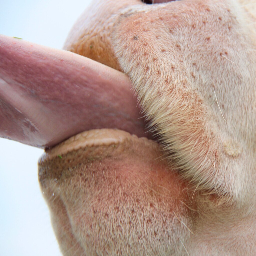 Photo of a cow sticking its tongue out.